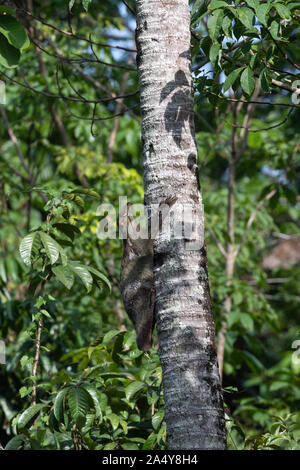 Die sunda Flying Lemur (Galeopterus variegatus), auch bekannt als die Malaiische colugo Flying Lemur oder Malaiische, ist eine Pflanzenart aus der Gattung der colugo.. Colugos sind arbore Stockfoto
