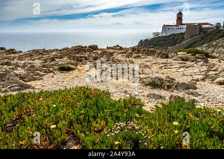 Blumen an der Küste von Cabo de Sao Vicente (Kap St. Vincent) mit dem roten Leuchtturm im Hintergrund, Sagres, Algarve, Portugal Stockfoto