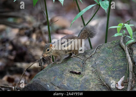 Dieser relativ kleinen Erdhörnchen bewohnt, meist trocken, offene Wälder und sekundären Scheuern. Es ist sowohl in terrestrischen als auch arboreal. Seine gesamte Fell col Stockfoto