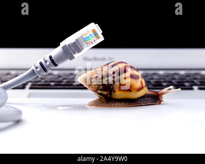 Schnecke mit rj45 Stecker symbolische Foto für langsame Internet-Verbindung. Breitband-Verbindung ist nicht überall verfügbar. Stockfoto