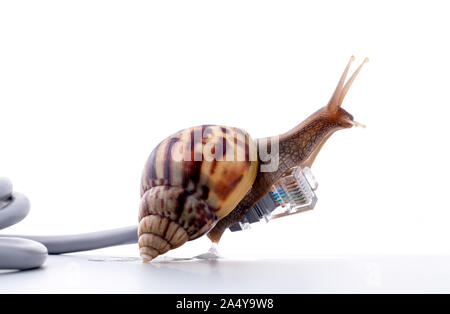 Schnecke mit rj45 Stecker symbolische Foto für langsame Internet-Verbindung. Breitband-Verbindung ist nicht überall verfügbar. Stockfoto