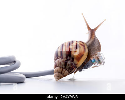 Schnecke mit rj45 Stecker symbolische Foto für langsame Internet-Verbindung. Breitband-Verbindung ist nicht überall verfügbar. Stockfoto