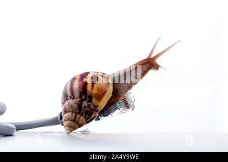 Schnecke mit rj45 Stecker symbolische Foto für langsame Internet-Verbindung. Breitband-Verbindung ist nicht überall verfügbar. Stockfoto