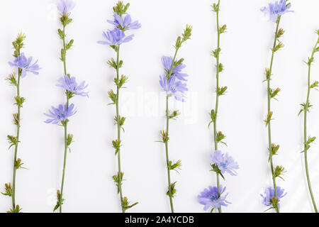 Cichorium intybus - gemeinsame Chicorée Blumen auf weißem Hintergrund Stockfoto