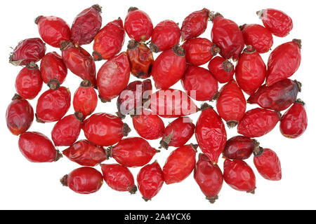 Weihnachten Wald Hintergrund der trockene rote Beeren eine der Stacheln dog rose Heckenrose Anlage. Auf weissem studio Makro isoliert Stockfoto
