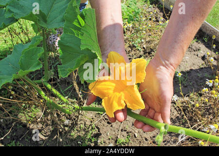 Die ältere Frau - Bauer Auswahl und Pflege von Garten Kürbis Gemüse Pflanzen gelbe Blume im Sommer Zweigen. Sonnigen Juli Tag closeup Schuß Stockfoto