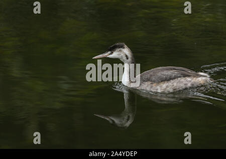 Eine schöne Haubentaucher, Podiceps cristatus, Schwimmen an einem Fluss. Es hat das Tauchen unter Wasser, Fische zu fangen. Stockfoto