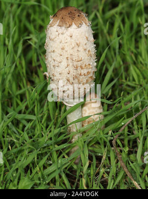 Shaggy Inkcap, oder der Rechtsanwalt Perücke Pilz Coprinus comatus, im Gras in einem Feld in Großbritannien wächst. Stockfoto