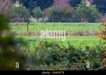 In diesem Foto, neben einem Raven, drei Rentiere sind gut versteckt Stockfoto