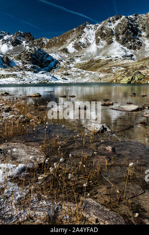Baumwolle Gras auf Lais de Macun im Schnee Stockfoto