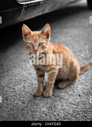 Eine strasse Katze in Griechenland befindet sich in der Straße Stockfoto