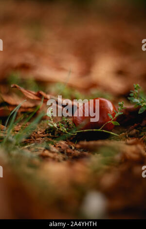 Herbst Kastanie auf einem grünen Hintergrund. Schönen Herbst Szene mit braunen Blätter und braune Kastanien. Stockfoto