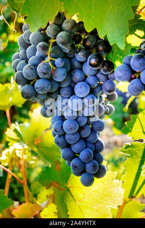 Wein trauben an einem sonnigen Weinberg vor dem Herbst Ernte, selektiven Fokus Stockfoto
