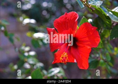 Roten Hibiskusblüten. Stockfoto