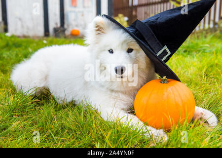 Weiße Samojeden Hund in hat mit Halloween Kürbis. Stockfoto