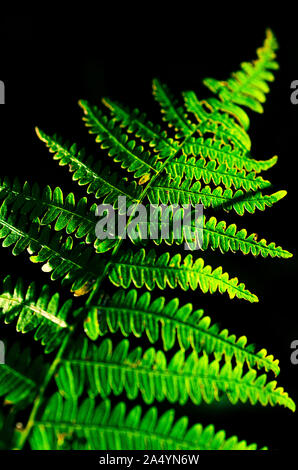 Ein Farn bracken Blatt Wedel allein im Wald auf schwarzem Hintergrund im Sonnenlicht. Stockfoto