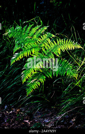 Ein einzelnes isoliertes grünen Farn Wedel brilliert in der Sonne Licht, tief im Wald Umwelt Stockfoto