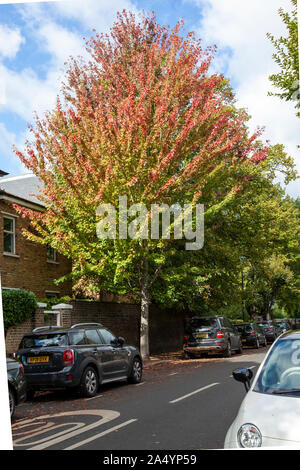 Freemans Ahorn (Acer x Freemanii) Straße Baum, Hammersmith, London W6 Stockfoto