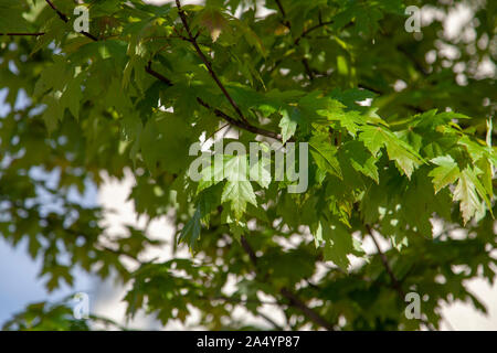 Frische späten Frühling Blätter von Freemans Ahorn (Acer x Freemanii) Straße Baum, Torbogen, London N 19. Stockfoto