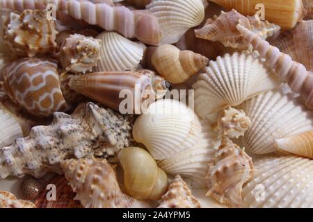 Das Bild zeigt viele verschiedene Shells. Stockfoto