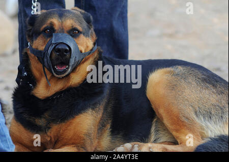 Deutscher Schäferhund Rasse Hund oder Haustier einen Maulkorb tragen das Risiko für Schwanzbeißen, Ruhen und Sitzen zu reduzieren, mit dem Besitzer im Hintergrund eine Leitung halten Stockfoto