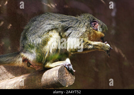 Grünmeerkatze Stockfoto