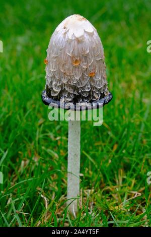 Shaggy ink Cap (Coprinus comatus), Pilz auf Wiese, Nordrhein-Westfalen, Deutschland Stockfoto