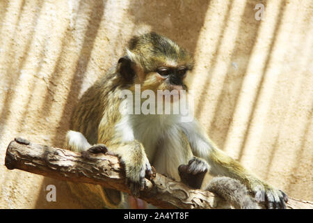Grünmeerkatze Stockfoto