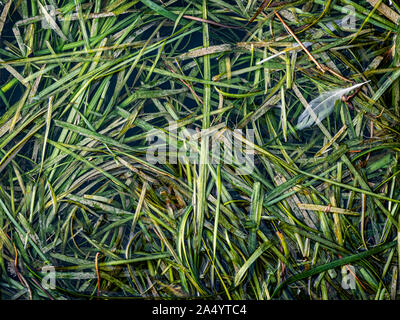 Algen Blätter schwimmend auf dem Wasser eines Sees Stockfoto