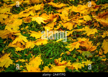 Herbst Hintergrund von gefallenen Ahornblätter mit selektiven Fokus und flache Tiefenschärfe - durch Teleobjektiv gemacht Stockfoto