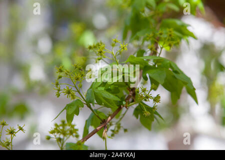 Blumen und neu entstandenen Blätter von einem Feld Ahorn Baum im Frühling Stockfoto