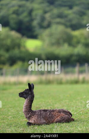 Neugeborenes Baby Llama, Fohlen, in einem Feld, auf einem Bauernhof, Ewyas Harold, Herefordshire, England, Vereinigtes Königreich Stockfoto