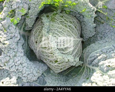 Wirsing im Garten. Tautropfen auf den Kopf. Stockfoto