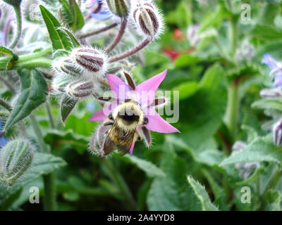 Hummel auf rosa Borretsch Blüte. Makroaufnahme. Stockfoto