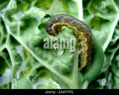 Zwei Raupen fressen Kohlblatt. Makrofotos. Stockfoto