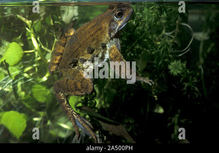 Gemeinsame Frog, Rana temporaria, UK, erwachsener Frosch unter Wasser im Teich Stockfoto