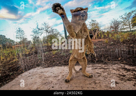 Kumari die Asiatische Löwin im neuen Lion Habitat im Zoo von Chester, Cheshire. Stockfoto