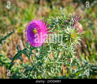 Eine Hummel Bombus muscorum in Pollen auf einem purlple Stier thistle Blüte Blume abgedeckt Stockfoto