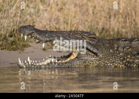 Nil-Krokodil (Crocodylus Niloticus), Chobe River, Botswana Stockfoto
