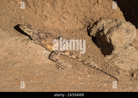 Southern Rock (Agama agama atra), Namaqualand Nationalpark, Northern Cape, Südafrika Stockfoto