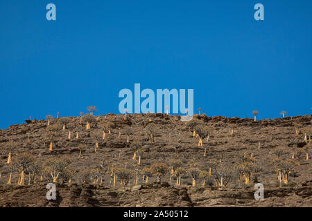 Der Köcherbaum (Aloidendron dichotomum) Wald, in der Nähe von Nieuwoudtville, Northern Cape, Südafrika Stockfoto