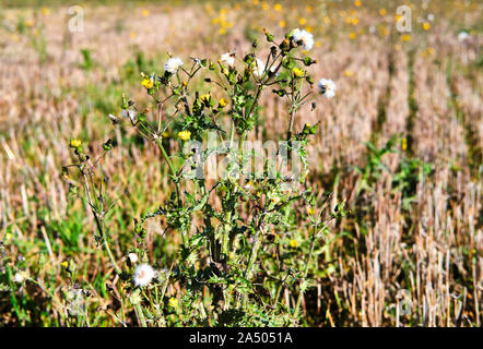 In der Nähe Bild von kreuzkraut Senecio vulgaris mit Blumen und Samen Köpfen in einen Drei-tage-Feld gegen eine außerhalb des Fokus Hintergrund Stockfoto