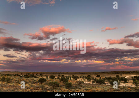 Kgalagadi Transfrontier Park, Südafrika Stockfoto