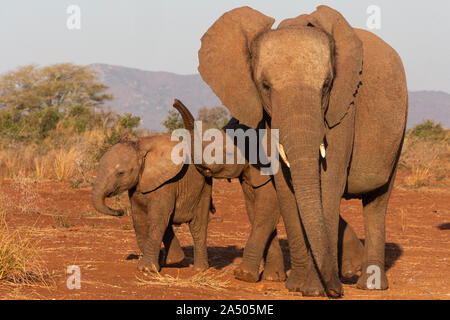 Afrikanische Elefanten (Loxodonta africana), Zimanga Game Reserve, KwaZulu-Natal, Südafrika Stockfoto