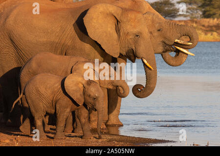 Afrikanische Elefanten (Loxodonta africana) trinken, Zimanga Game Reserve, KwaZulu-Natal, Südafrika
