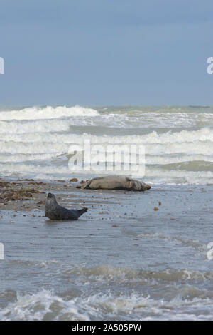 Gris, veaux Marins, petit Phoque, Écume, tempête, Côte picarde, Saint Valery sur Somme, Baie de Somme, tête Hors de leau, Phoque nage, Soleil, animaux Marins. Stockfoto