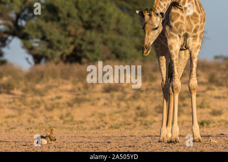 Giraffe camelopardalis (Giraffe) auf blackbacked Schakal (Canis mesomelas), Kgalagadi Transfrontier Park Stockfoto