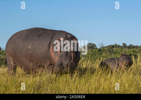 Flusspferd (Hippopotamus amphibius) mit Kalb, Chobe National Park, Botswana Stockfoto