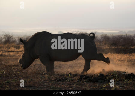 White Rhino (Rhinocerotidae)) Stier harken Mist midden, Zimanga Private Game Reserve, KwaZulu-Natal, Südafrika Stockfoto