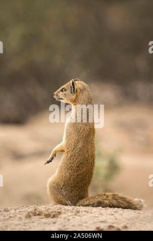 Yellow mongoose (Cynictis penicillata), Kgalagadi Transfrontier National Park, Northern Cape, Südafrika Stockfoto